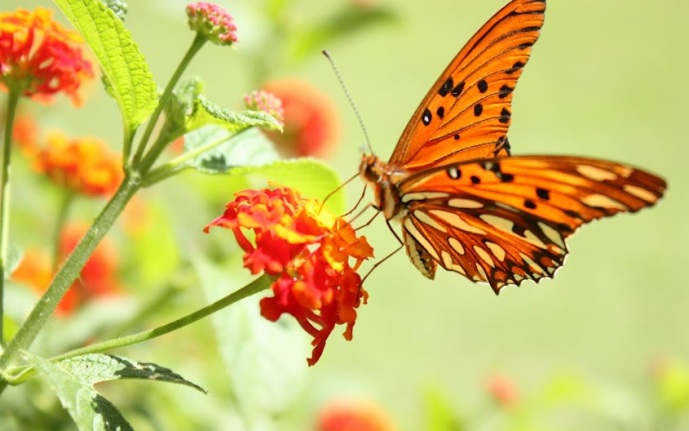 Thế giới động vật - các loài bướm đẹp (15)