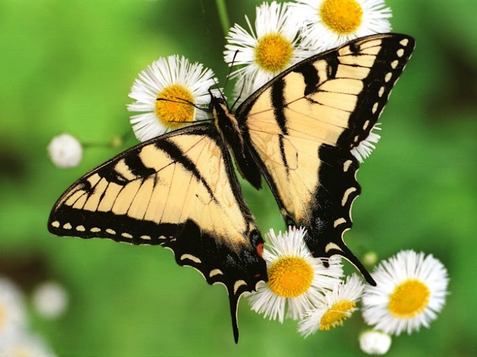Thế giới động vật - các loài bướm đẹp (20)